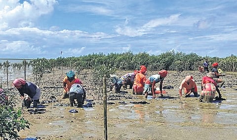 The degraded land protects settlements from cyclones. 

