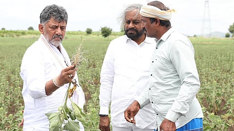 CM DK Shivakumar interacts with a farmer and takes a look at a withered sunflower plant at a field in Hiriyur taluk of Chitradurga district. RDPR Minister Eshwar Khandre looks on.