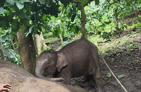The calf was released after the burial of the elephant and was later seen roaming near the site. 