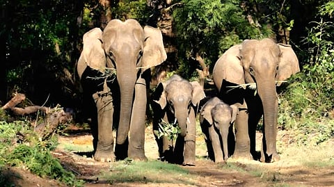 An elephant herd in Uttarakhand's Rajaji National Park.