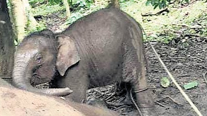 Elephant calf mourns mother’s death