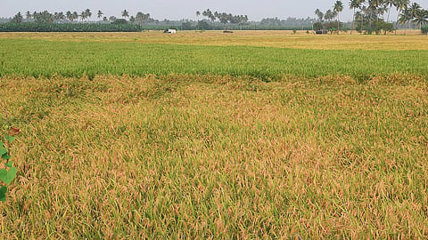 In Dharmapuri, paddy is cultivated in an area of about 22,000 hectares annually. 