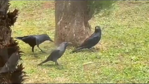 The behaviour is believed to help control parasites, maintain feathers and harness the insects' defensive chemicals.