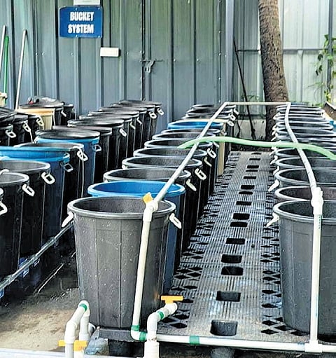 Mud crab bucket fattening system