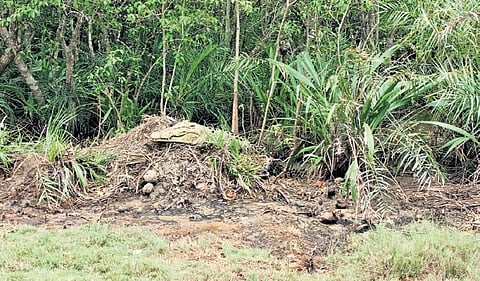 A crocodile guarding its nest in Bhitarkanika National Park 
