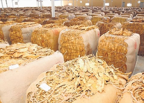 The tobacco auction process on all 11 platforms is running inconsistently