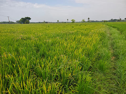 According to the Agriculture department, Kuruvai has been cultivated on about 39,400 hectares in the district this season. 