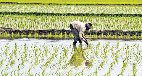Fine rice accounts for nearly 65% of consumption in TN, say farmers | Express
