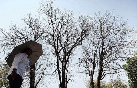 A man walks with an umbrella amidst a deciduous tree that has shed all its leaves intensifying the scorching summer heat gripping the city 