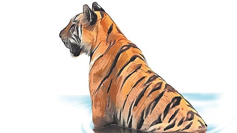 Karnataka is part of the all-India Tiger Outside Tiger Reserves (TOTR) project, where 40 divisions in five tiger states are being studied where high conflict cases are reported. 