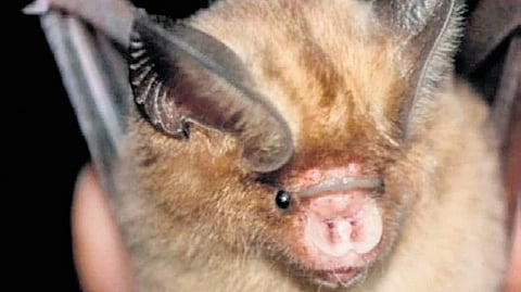 The Kolar roundleaf bat 
(Hipposideros hypophyllus)