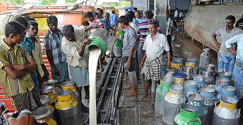 Farmers say private dairies offer them Rs 50-Rs 55 per litre for cow’s milk whereas Aavin pays only Rs 38-Rs 44 per litre 