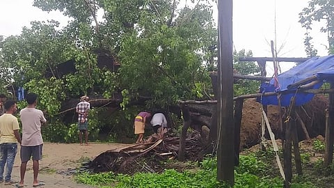 The uprooted peepal tree.