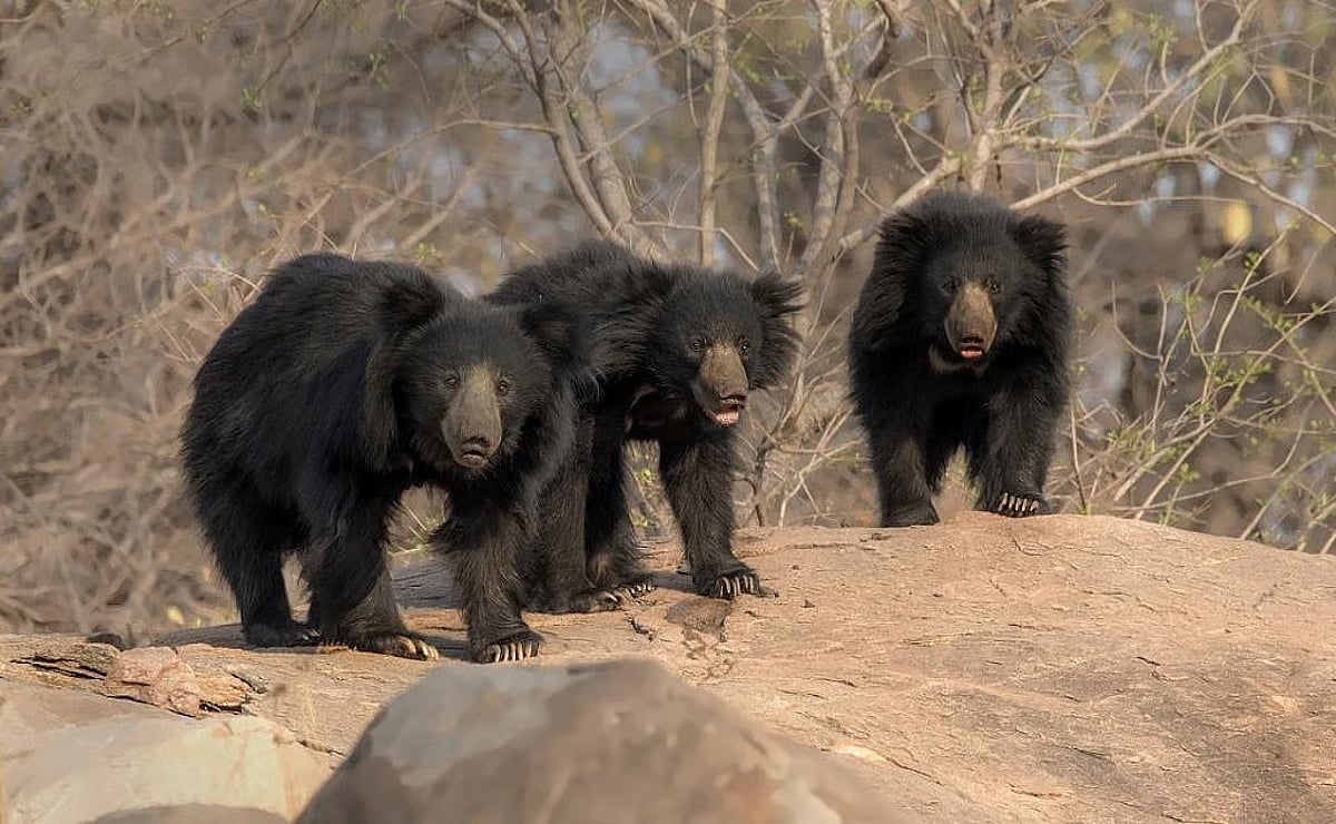 Tiger conservation efforts bring unexpected benefit to sloth bear habitats, says national study