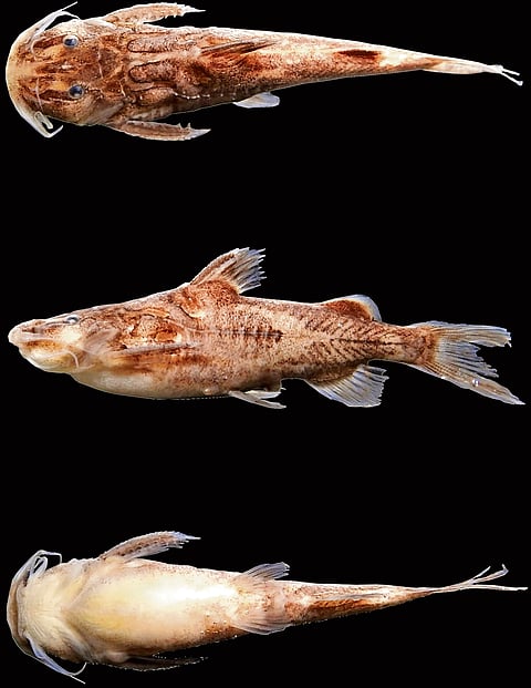 New catfish from Odisha’s Budhabalanga named after legendary tigress Khairi