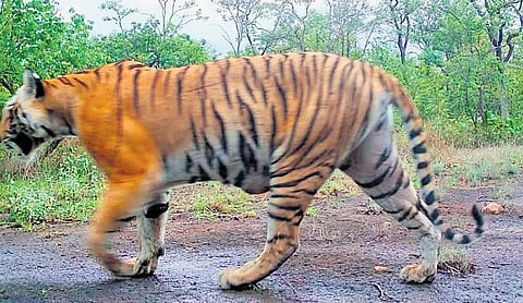 Nine-year-old tigress found dead in AP's Nallamala forest, probe launched