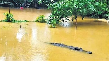 Forest range officer of Bhitarkanika Chittaranjan Beura said villagers in flood-hit areas have been advised to move cautiously due to the added risk of displaced crocodiles.