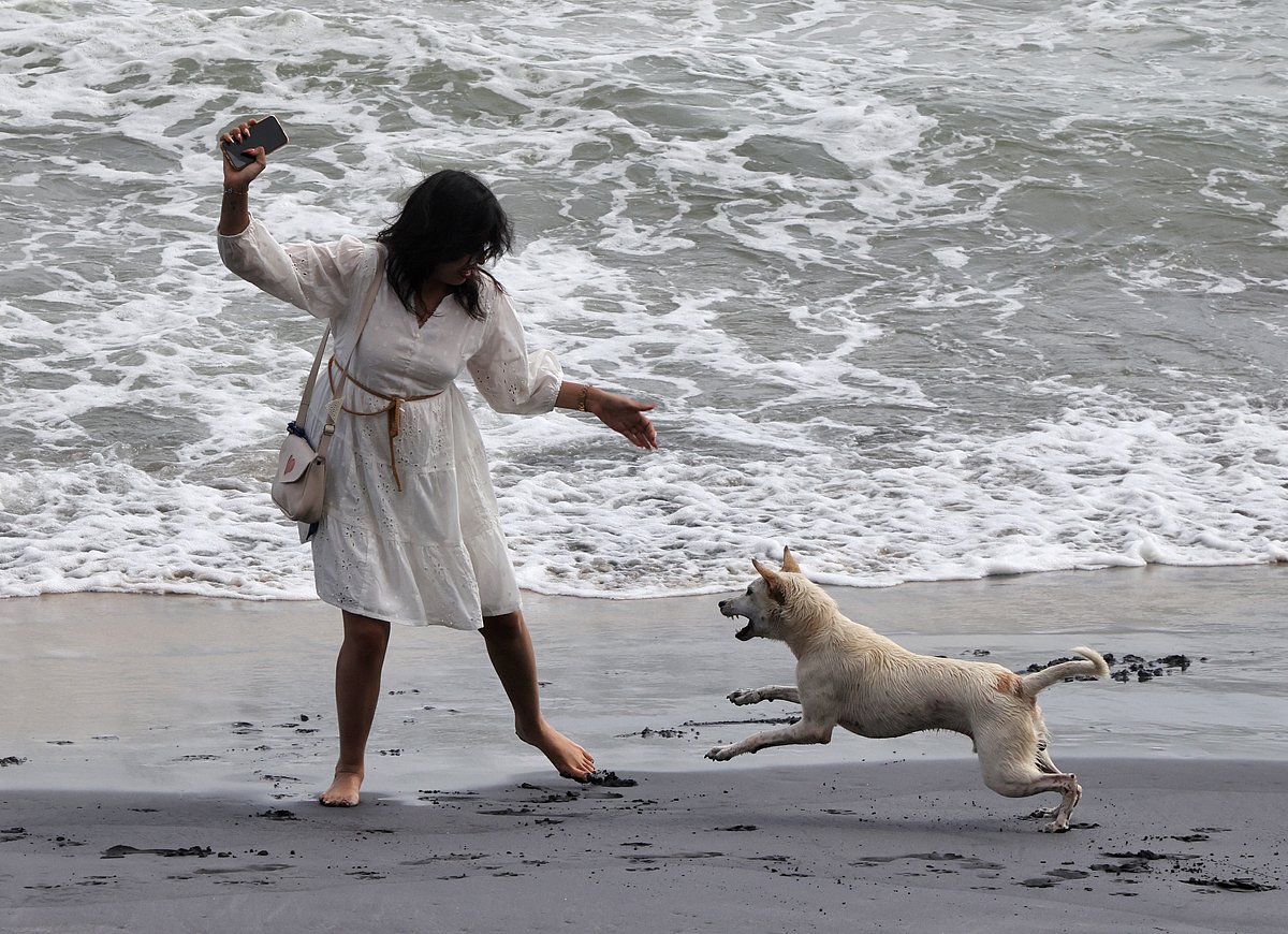 Stray dog relocation drive sparks transparency row in Thiruvananthapuram