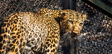 The animal was trapped on July 3 near Banasi village in Nainidanda’s Sald Mahadev area. Picture used for representational purposes