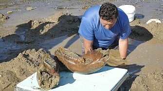 A scientist from Rousse's Regional Historical Museum examining remains of an ancient mammoth, as historically low water levels on the Danube River exposed parts of the riverbed near the village of Ryahovo, northeast of Rousse 