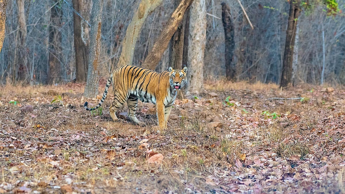 Wildlife panel gives nod for reservoirs in Madhya Pradesh tiger belt
