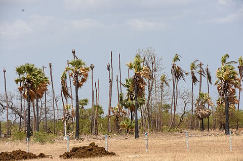 Drought-hit coconut trees with dried and withered fronds due to 
prolonged water scarcity  