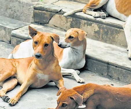 Amid euthanasia push, Kerala plans designated stray dog feeding spots