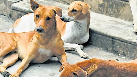 stray dogs