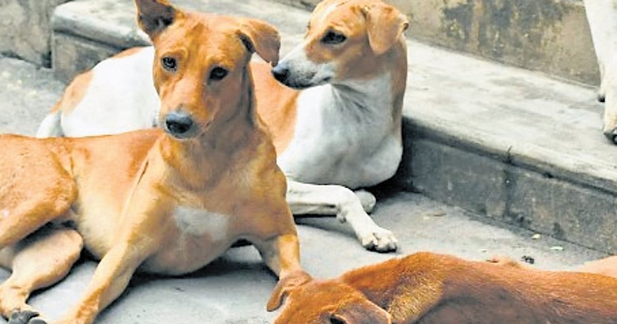 News 6 Amid euthanasia push, Kerala plans designated stray dog feeding spots