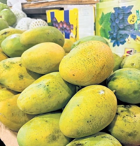 Neelam mangoes are known for their sweet, juicy pulp and rich aroma, making them popular for desserts, smoothies and beverages. 