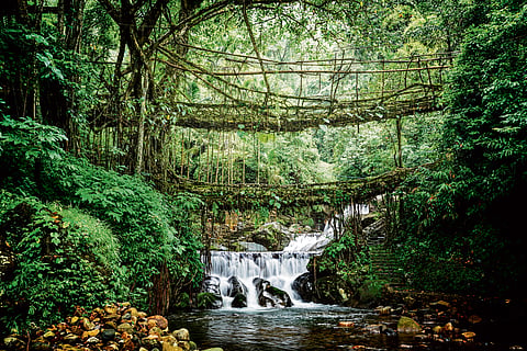 Double Decker Living Root Bridge
