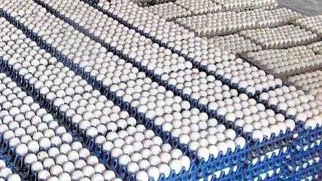 NECC Namakkal Zone chairman K Singaraj said egg consumption typically declines during the Tamil month of Aadi and the Shravan month observed in many northern states. 