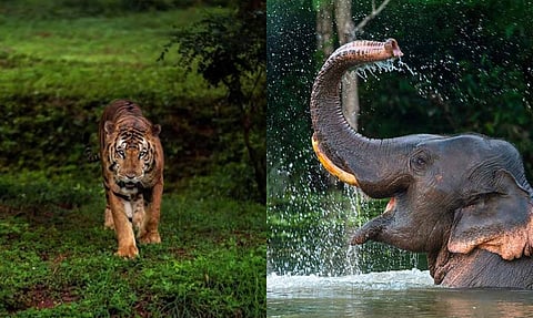 Anna Konidela contributed Rs 4.30 lakh towards the care and maintenance of the Asiatic elephant and Rs 2 lakh for the Royal Bengal tiger