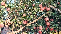 Apple growers seek smooth transit of fruit trucks to markets