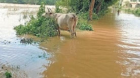 A flooded village in Kendrapara