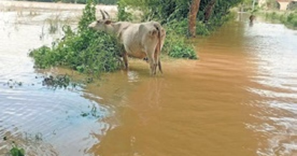 10 coastal districts put on alert as Hirakud water reaches Mundali