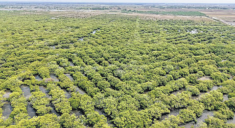 Andhra Pradesh secure the second position in the country in mangrove expansion over the past two years