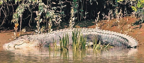 The incident is the latest in a series of human-crocodile conflicts in the region