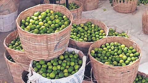 Lemon prices soar in Gudur market as output drops
