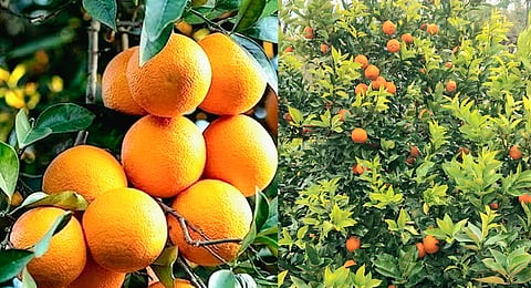 Malta oranges is cultivated extensively across the hill districts of Almora, Nainital, Bageshwar, Pithoragarh, Champawat, Rudraprayag, Chamoli, Tehri, Pauri and Dehradun.