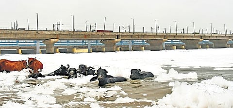 Yamuna faecal pollution level shows slight decline