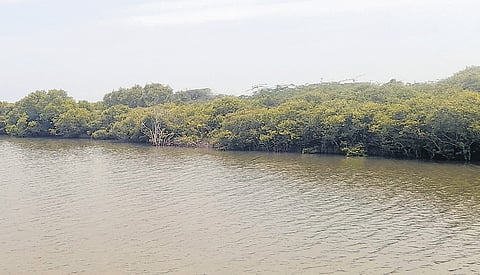The announcement builds on the ongoing TN-SHORE programme, which has already established a community-driven restoration model across the coast.