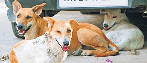 MCD to begin stray dog sterilisation drive with 2 camps in Amar Colony 