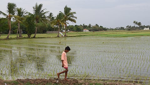 A boy walks in a paddy field
