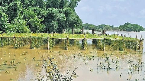 Flooded farmlands in Saharadiha village in Jagatsinghpur’s Kujang block.