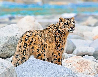 Ladakh okays high-altitude safaris with focus on snow leopard trails