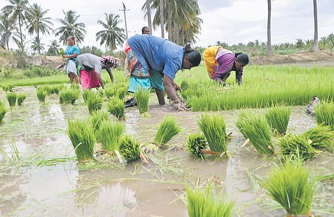 Farmers claim budget did not give enough financial aid for immediate needs |