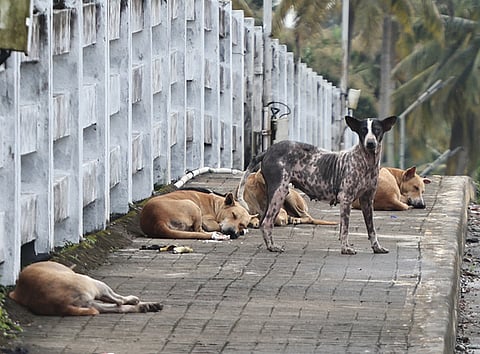 A pack of stray dogs rests along the pavement near Meerankadavu Bridge in Anchuthengu, Thiruvananthapuram