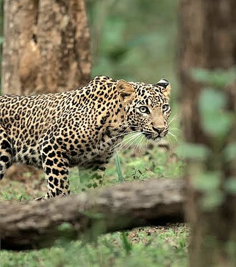 Leopards are frequently sighted in many villages, residents avoid going out after dusk, while farming, children's travel to school and movement between settlements have been disrupted.