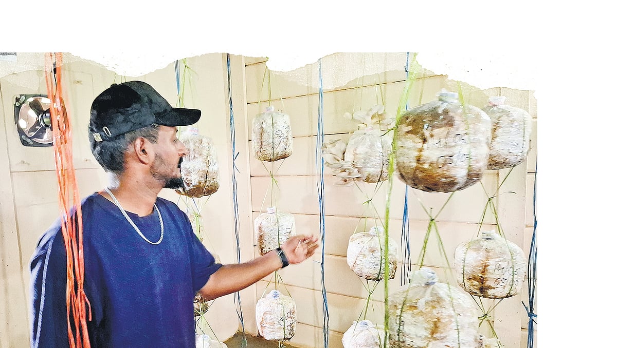 From 30 bags to 200kg a day: Karnataka farmer turns mushroom venture into thriving business